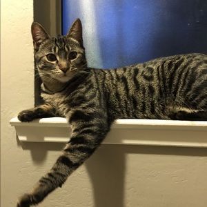 Meet your Posher, Jackson